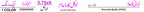 453-2A Noorani Queida (Molvi Noor Muhammad)